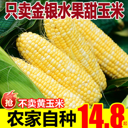 水果玉米云南正宗金银玉米棒嫩生吃新鲜钓鱼孕妇现摘甜包谷2024年