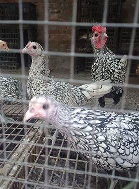 波兰鸡蛋可孵化波澜鸡鱼鳞鸡白波兰鸡观赏鸡红波兰鸡网红鸡宠物鸡