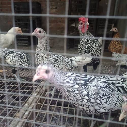 波兰鸡蛋可孵化波澜鸡鱼鳞鸡白波兰鸡观赏鸡红波兰鸡网红鸡宠物鸡