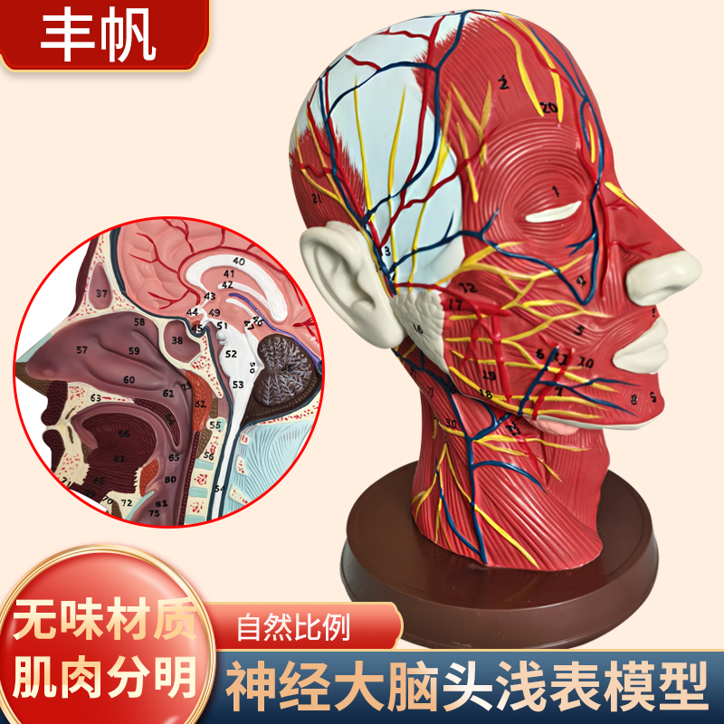 人体头面部正中矢状切面附血管神经模型大脑神经医美面部注射模型