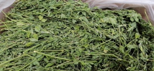2箱包邮实拍烘干紫花苜蓿草苜宿干草龙猫兔子荷兰猪豚鼠毛重2斤