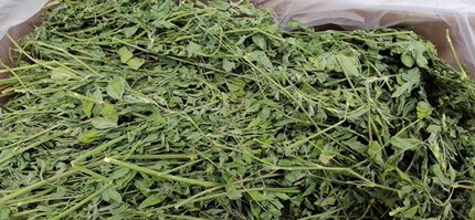 2箱包邮实拍烘干紫花苜蓿草苜宿干草龙猫兔子荷兰猪豚鼠毛重2斤