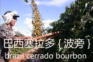 包邮新鲜烘焙 巴西塞桑托斯精品咖啡豆|咖啡粉 一磅 进口当季豆