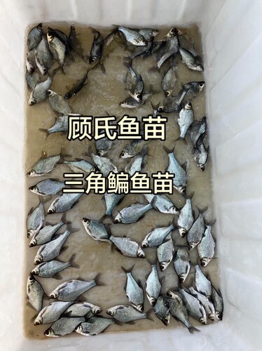 鳊鱼苗扁鱼苗武昌扁鱼三角鲂边鱼苗长身鳊鱼沙边鱼团活体淡水鱼苗