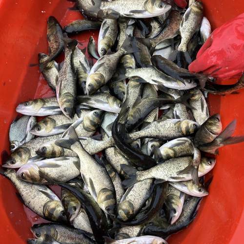 花鲢鱼苗芝麻花莲苗胖头鱼大头鱼鳙鱼苗白鲢草鱼青鱼喂食充氧淡水