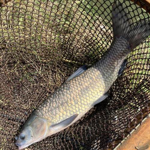 螺蛳青鱼 螺蛳混鱼苗活体 淡水养殖鱼苗 巨青鱼苗淡水活体苗鱼3斤