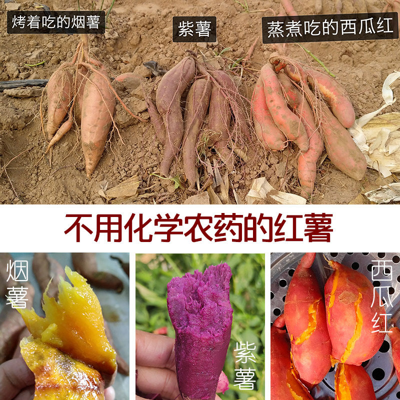 25年新鲜沙地红薯烟薯蜜薯紫薯白薯番薯农家自种山芋新鲜烤地瓜
