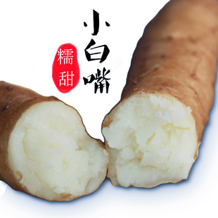 河北小白嘴山药淮山药怀山药新鲜麻山药非铁棍山药生吃经济装