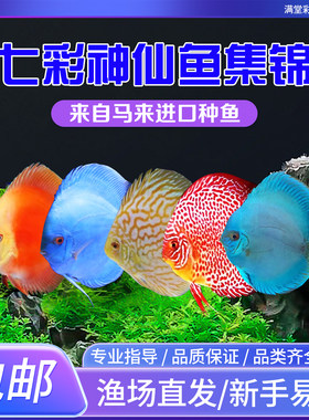 七彩神仙鱼热带观赏鱼渔场直邮