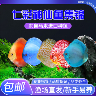 七彩神仙观赏鱼精品热带小型鱼活体鱼苗老虎狗财神天子蓝包损包邮