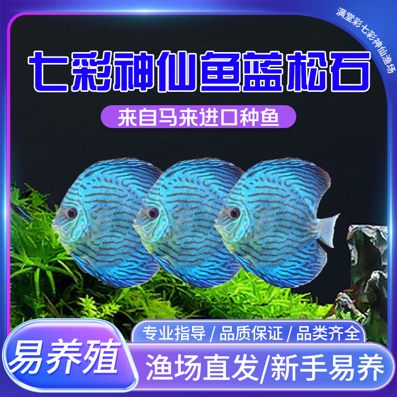 渔场直销包邮蓝松石七彩神仙鱼