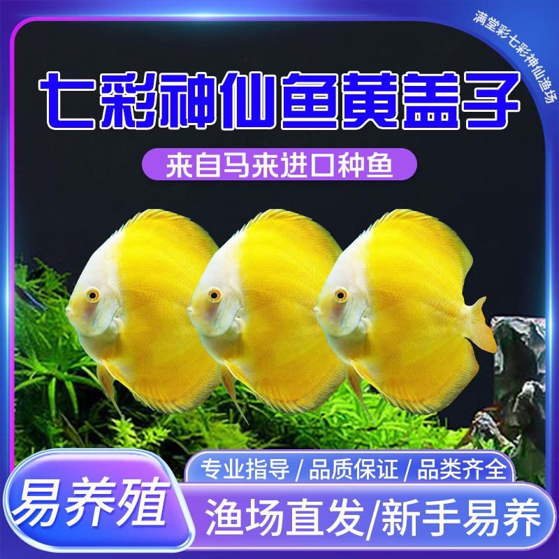 精品黄盖子七彩神仙鱼苗热带鱼观赏鱼活体好养易活包邮渔场直销