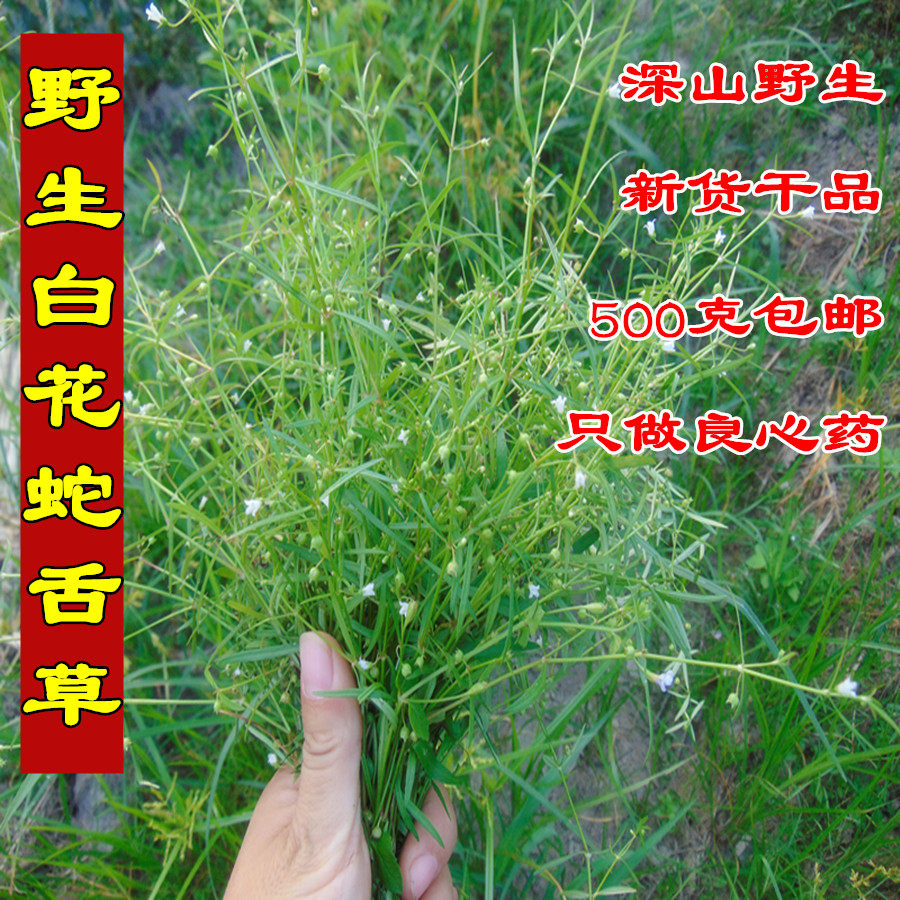 [当季新货]野生白花蛇舌草 野生中药材百花蛇舌草羊须草500g包邮