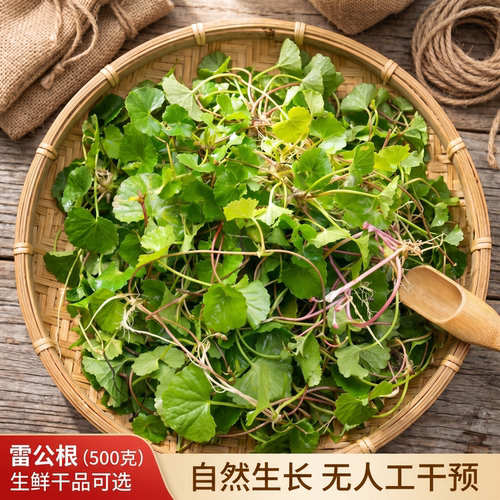 雷公根野生生鲜干货无干预