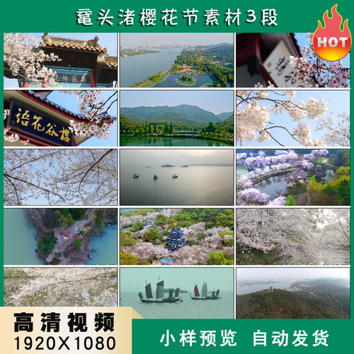 鼋头渚樱花节无锡樱花谷太湖风景区高清实拍视频素材