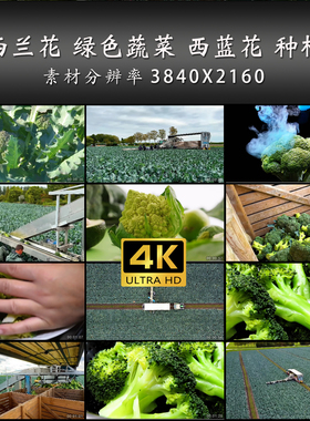 西兰花 绿色蔬菜 西蓝花 种植 收获 农业 4K 高清 实拍 视频 素材
