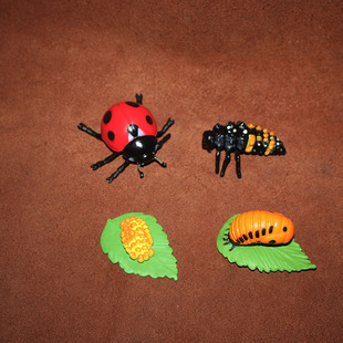 飘虫生长周期 仿真动物成长模型摆件 safari 科教认知儿童玩具