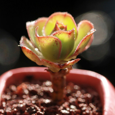 艳姿多肉植物莲花掌属老桩