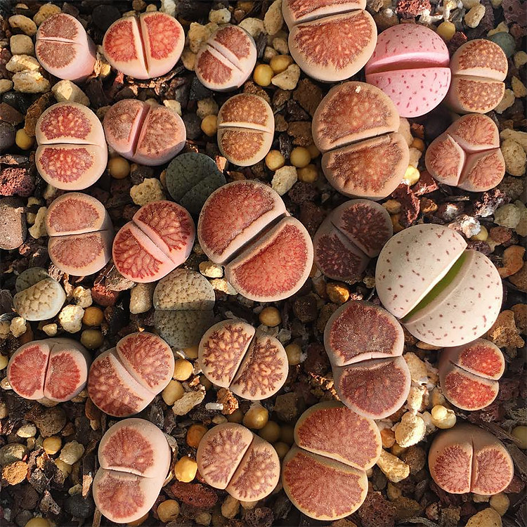 生石花菊纹章菊章玉多肉植物lithops岛田