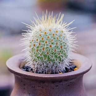 梦黄金仙人球籽播实生一物一拍多肉Mammillaria dixanthocentron