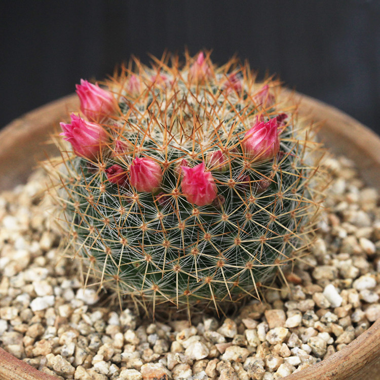 乳突属sp 仙人球 母本 实生 多肉植物 mammillaria sp