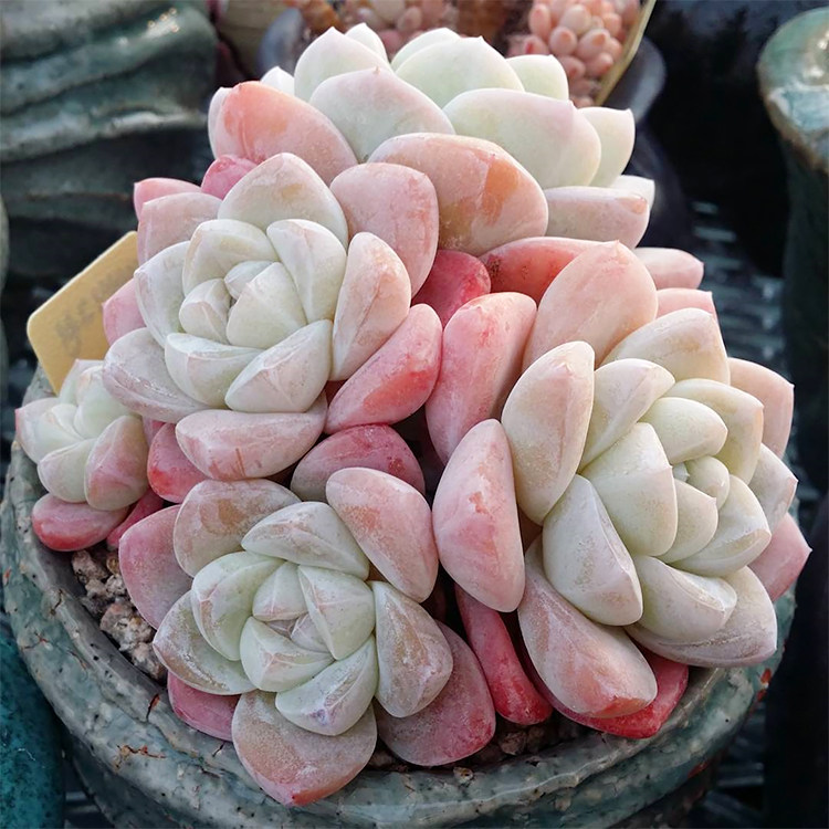 冰玉多头群生老桩多肉植物大棚直销好货不贵echeveria ice green