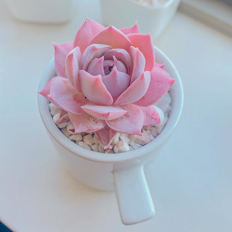 甜心景天 木樨 多肉植物精品控养多头群生老桩sedum suaveolens