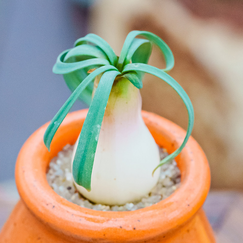 何丽香果石蒜gethyllis hallii奇趣球根香果石蒜属蚊香弹簧草同属