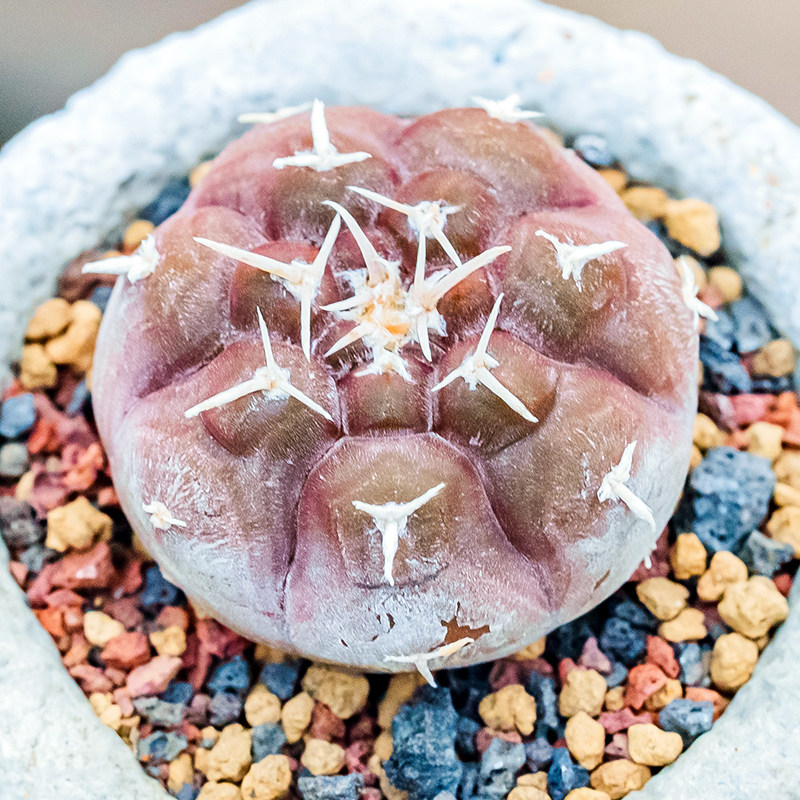 铅皮 多肉植物 仙人球 实生裸萼球属gymnocalycium prochazkianum