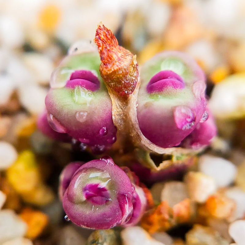 小红嘴 奶油嘴一物一拍多肉植物肉锥花属conophytum pageae