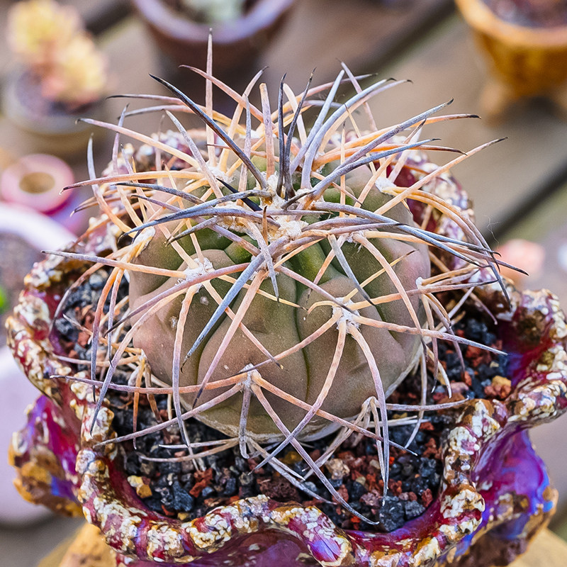 光琳玉狂刺仙人球多肉植物裸萼球属gymnocalycium cardenasianum