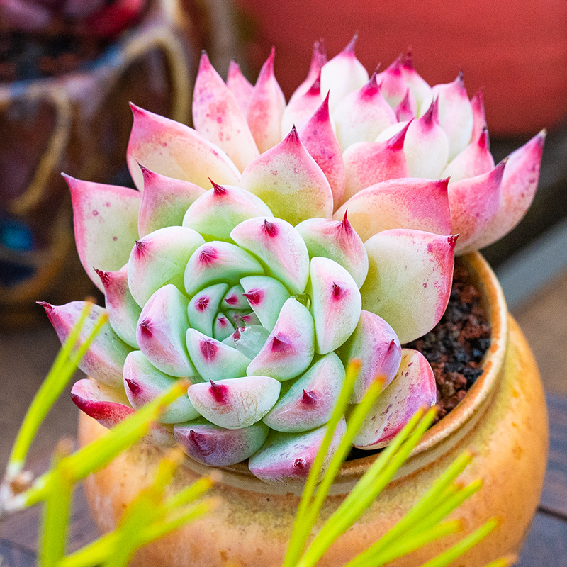 吉娃娃多头群生老桩多肉植物一物一拍echeveria chihuahuaensis