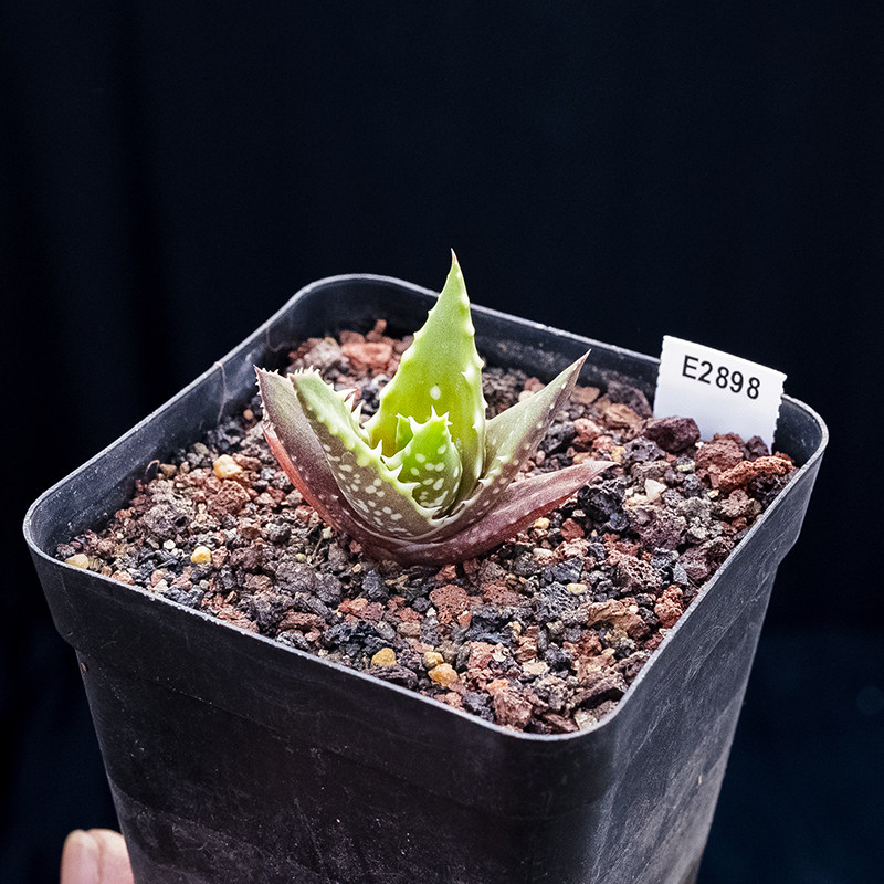 aloe morogorensis  籽播实生芦荟一物一拍多肉植物