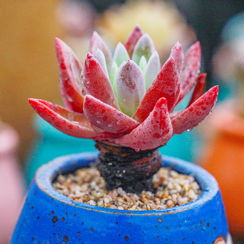 粉御剑多肉植物肉肉植物室内绿植仙女杯属老桩实生五年对版