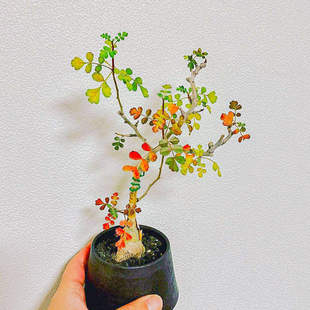 橡木漆树 多肉植物块根实生苗精品控养 Pachycormus Discolor