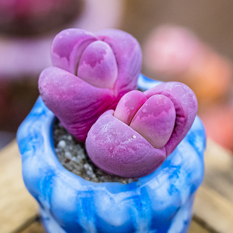 红大内玉生石花石头花多肉植物番杏科lithops optica rubra c81a