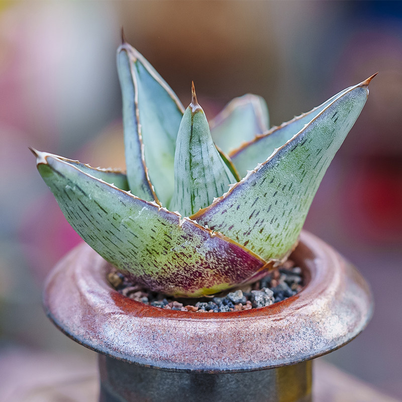 普米拉 龙舌兰多肉植物agave pumila 沙生植物皮实好养精品控养