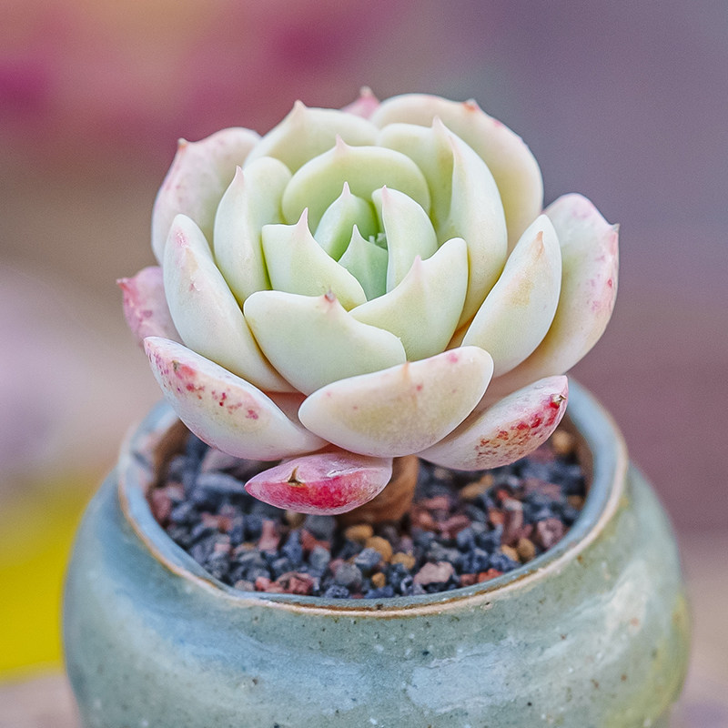 多肉植物组合盆栽防辐射绿植花卉肉肉植物办公室盆景多肉荷叶莲