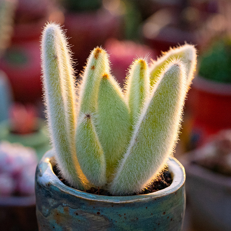 闪光兔闪光耳伽蓝菜属兔耳朵多肉植物kalanchoe  tomentosa
