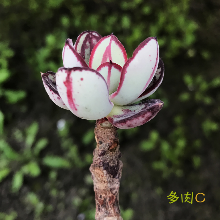 多肉C-大棚直銷 多肉植物 正版 丸葉紅司