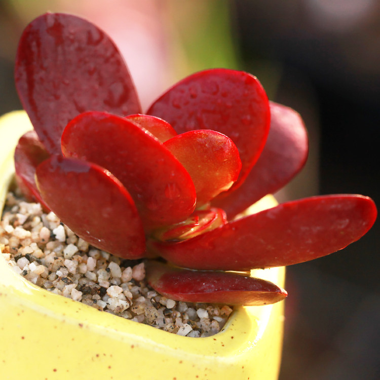 紫蝴蝶多肉价格 紫蝴蝶多肉图片 星期三