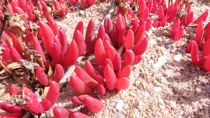 DISPHYMA crassifolium 小苗 多肉植物 番杏科