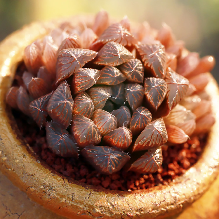 帝玉露群生多肉植物玉露琥珀玉露万象瓦苇属十二肉肉植物