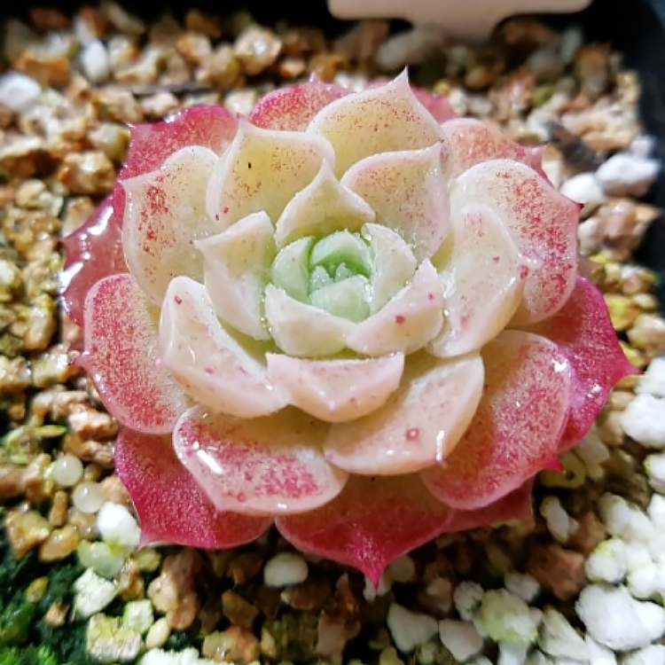多肉 海琳娜 多肉植物桌面盆栽贵货日系echeveria  hyalina