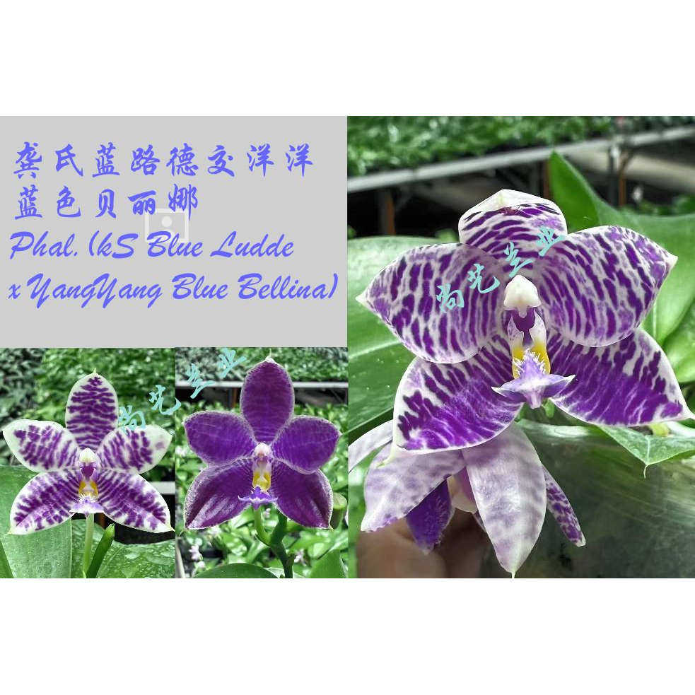 1.7寸 龚氏蓝路德交洋洋蓝色贝丽娜图片