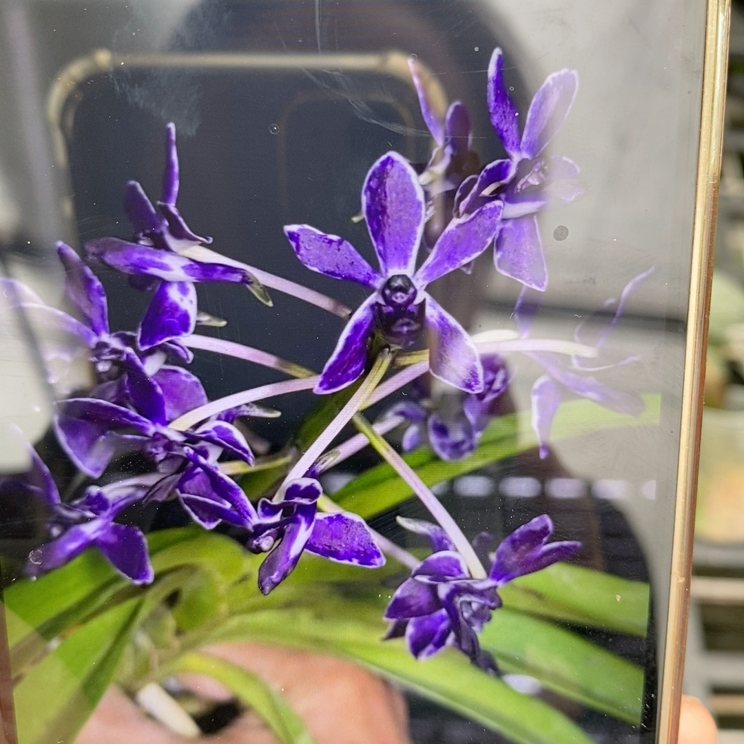 裸根 杂属兰  开花带香味 好养皮实基地直发图片