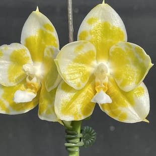 雅风情歌'121' 分生 2.8寸杯 苗