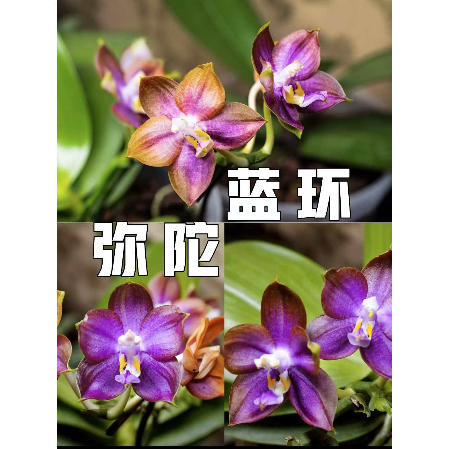 1.7寸弥陀蓝环蝴蝶兰图片