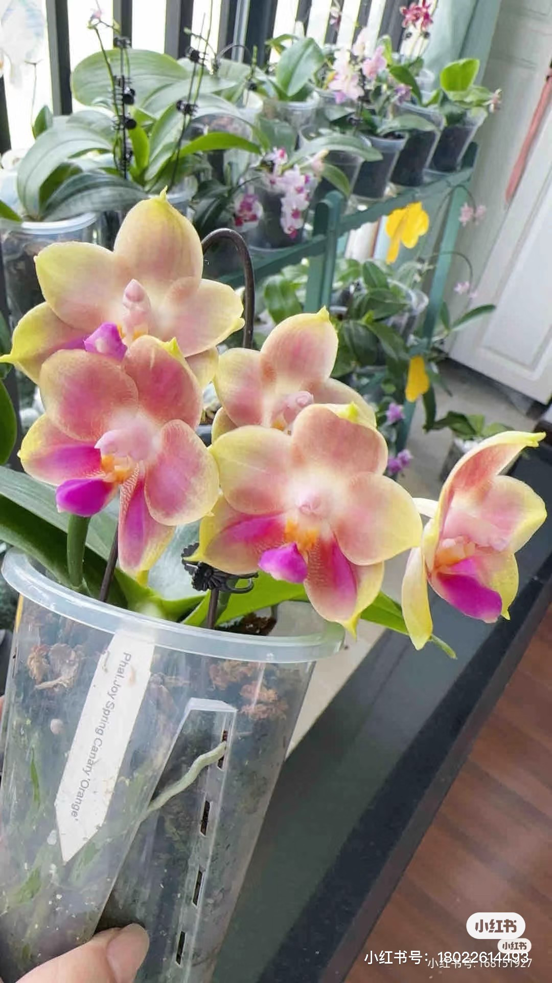【橘色金丝雀】3.5寸分身苗，趣味鲜花植物花期长好养基地直发图片