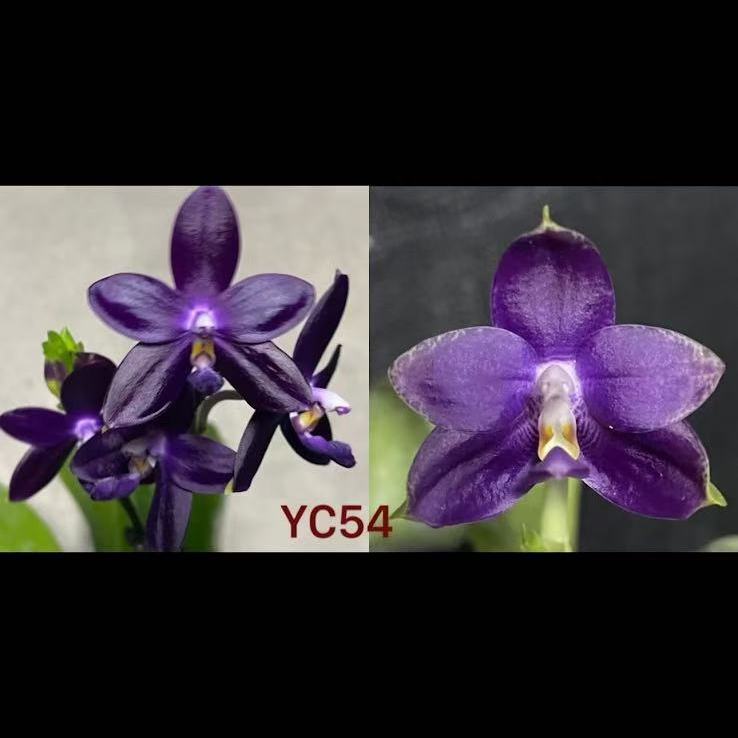 【YC54】2.5寸蝴蝶兰实生苗